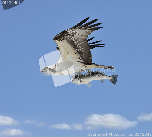 Image of Flying Osprey Carrying A Fish