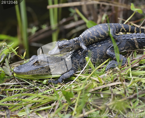 Image of Baby Alligators