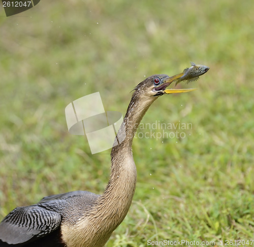 Image of Anhinga Feeding