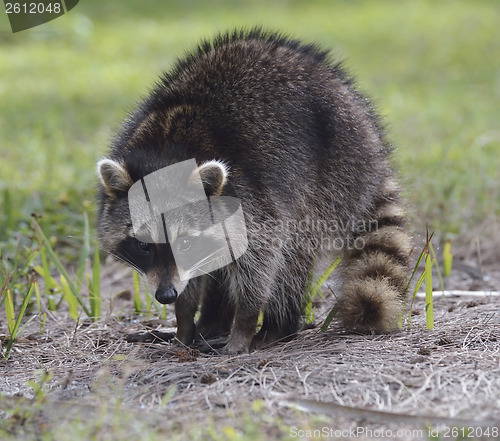 Image of Young Raccoon