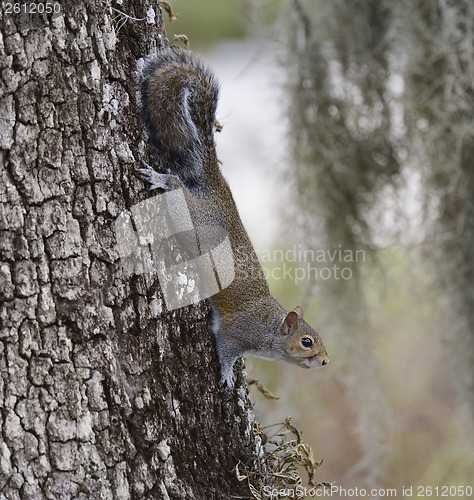 Image of  Gray Squirrel