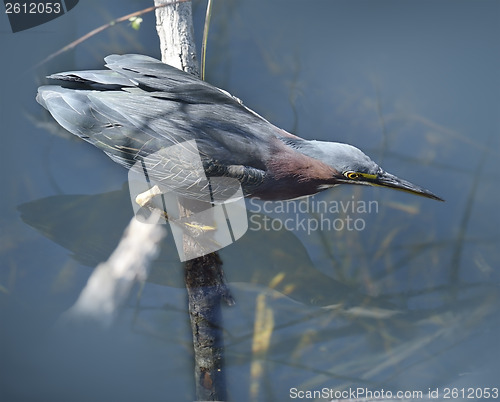 Image of Green Heron 