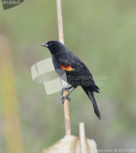 Image of Red Wing Blackbird