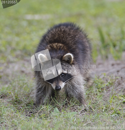 Image of Young Raccoon