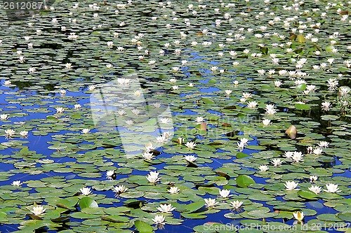 Image of Background of a Pond with White Water Lilies