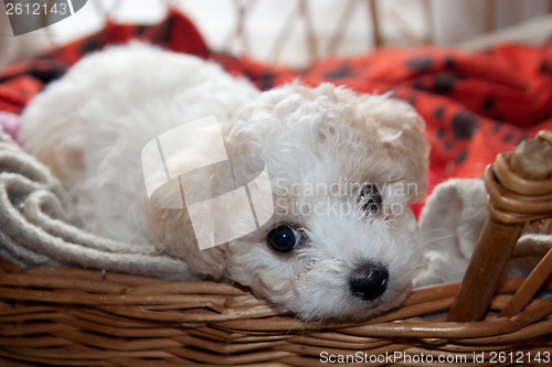 Image of Young puppy Bison