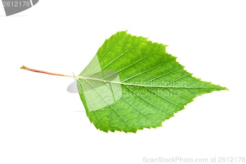 Image of Green leaf