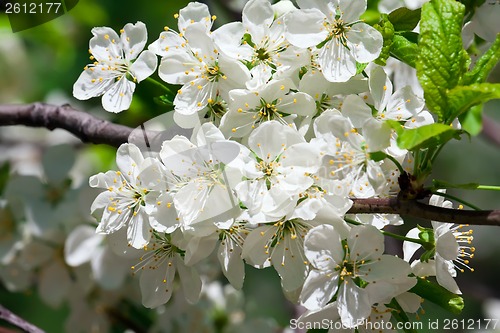 Image of Apple flowers