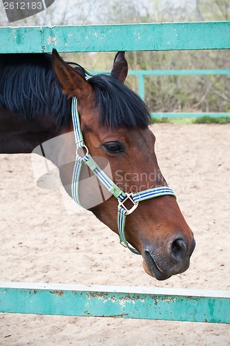 Image of Horse