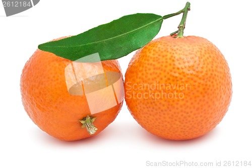 Image of Tangerines