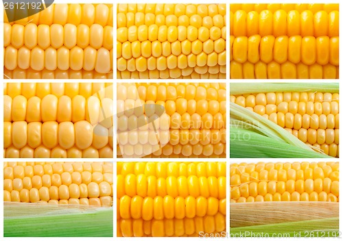 Image of Corn