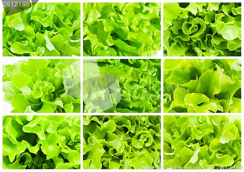 Image of Lettuce