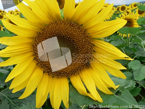 Image of Sunflower in Field