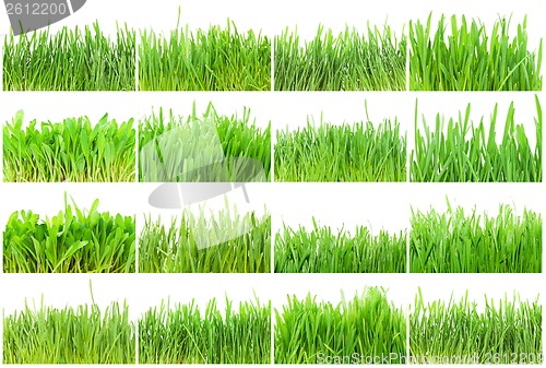 Image of Green grass