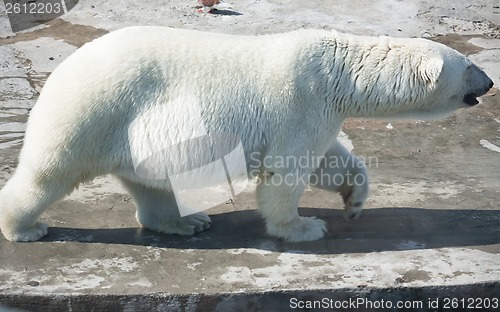 Image of Polar bear