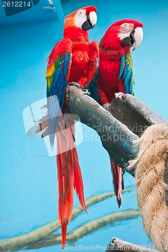 Image of Ara parrot