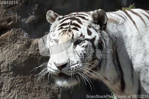 Image of White Tiger