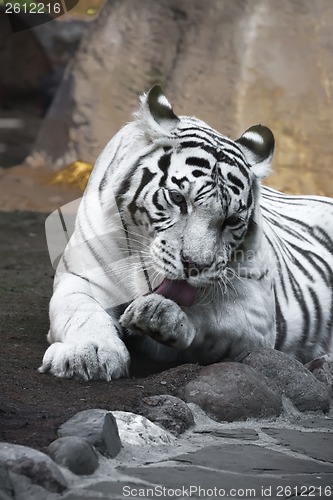 Image of White Tiger