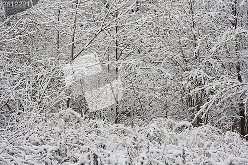 Image of Winter forest