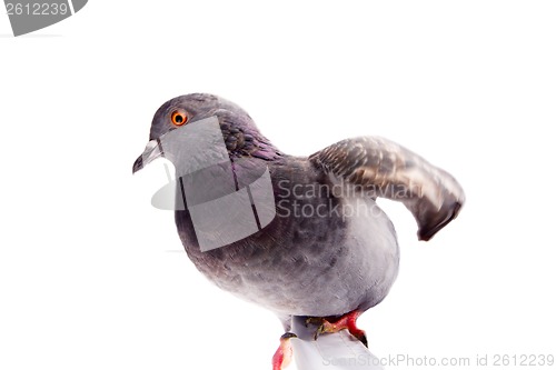 Image of pigeon on a white background