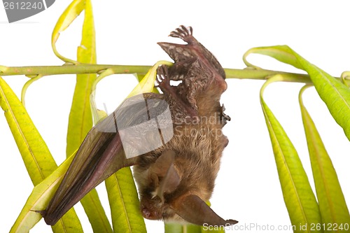 Image of long-eared bat  on branch