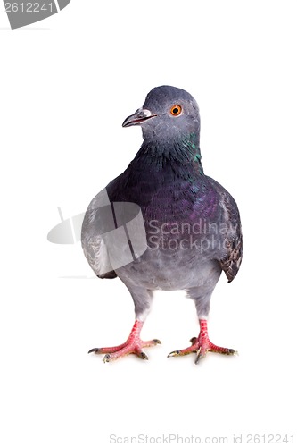 Image of pigeon on a white background