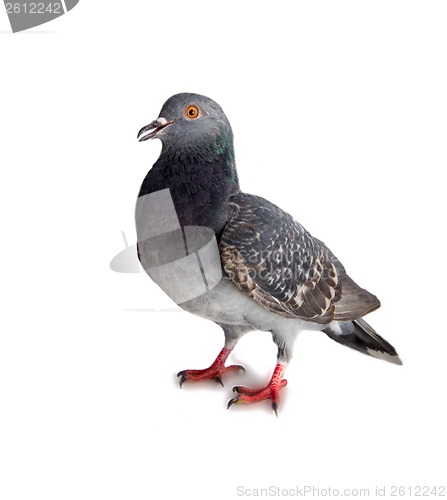 Image of pigeon on a white background