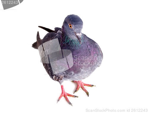 Image of pigeon on a white background