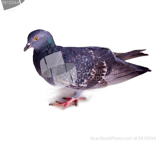 Image of pigeon on a white background