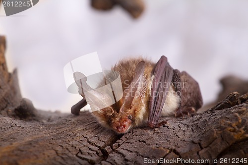 Image of long-eared bat