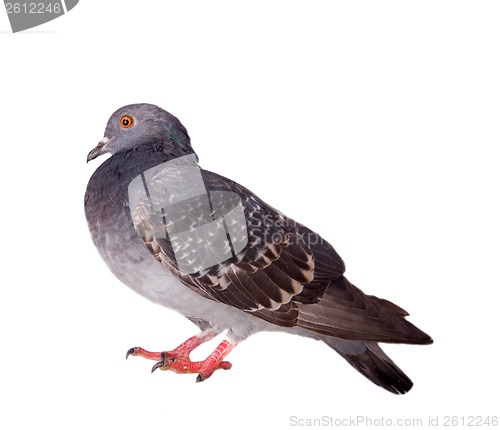 Image of pigeon on a white background