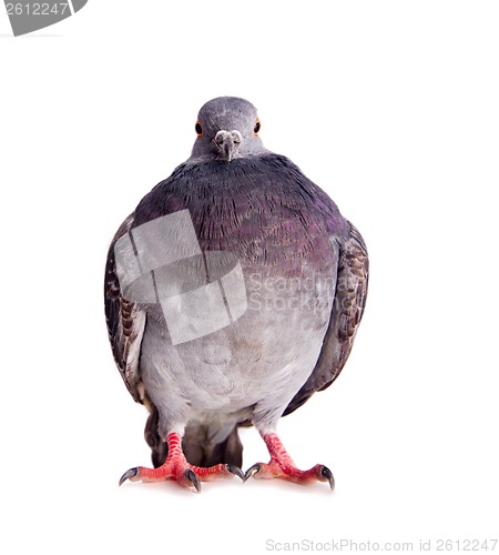 Image of pigeon on a white background