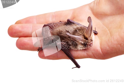 Image of long-eared bat on hand