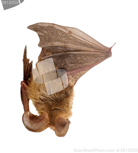 Image of long-eared bat isolated on white