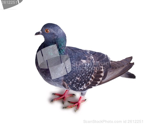 Image of pigeon on a white background