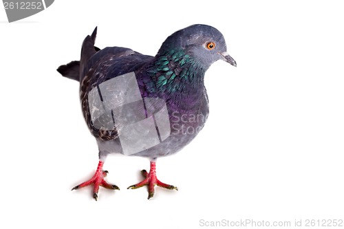 Image of pigeon on a white background