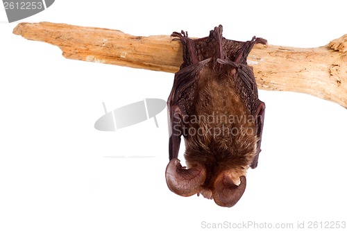 Image of long-eared bat isolated on white