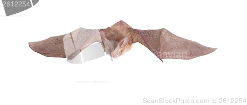 Image of long-eared bat fly