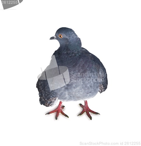 Image of pigeon on a white background