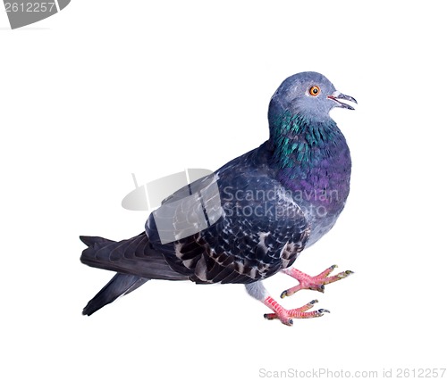 Image of pigeon on a white background