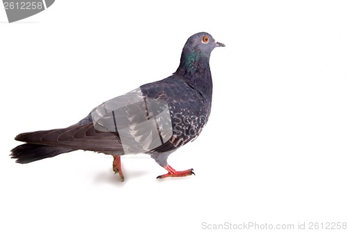 Image of pigeon on a white background