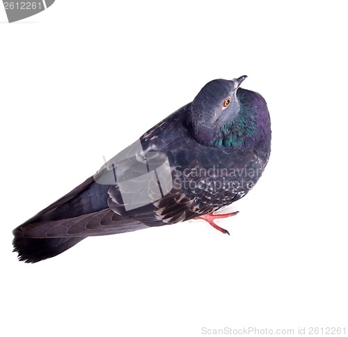 Image of pigeon on a white background