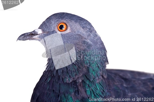 Image of pigeon on a white background