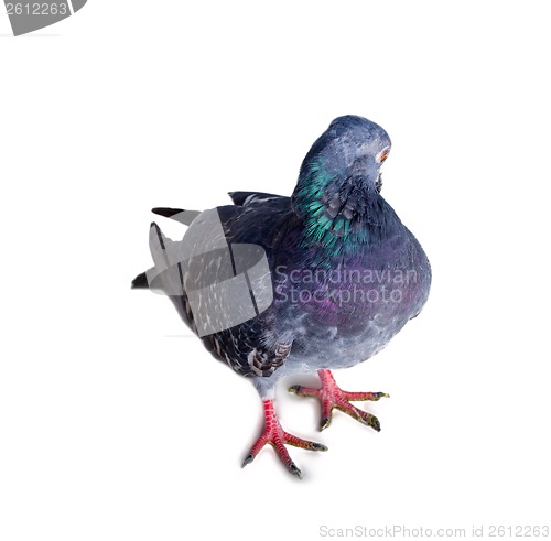 Image of pigeon on a white background