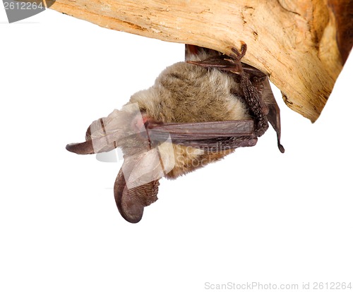 Image of long-eared bat maditation