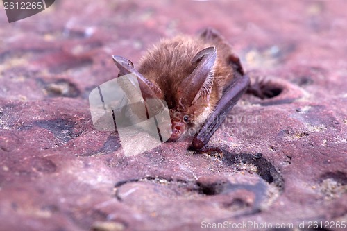 Image of long-eared bat