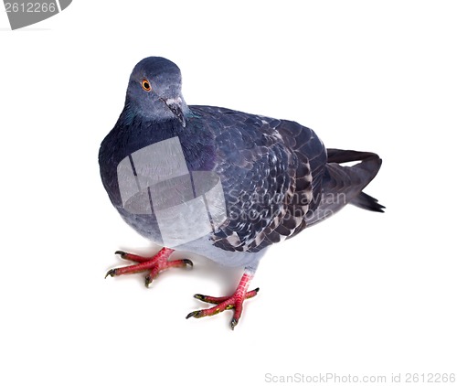 Image of pigeon on a white background