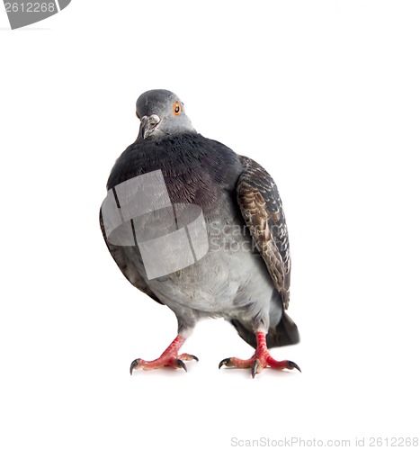 Image of pigeon on a white background