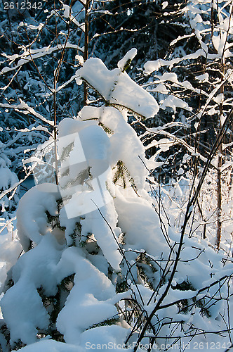 Image of Winter forest.