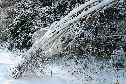 Image of Winter forest.